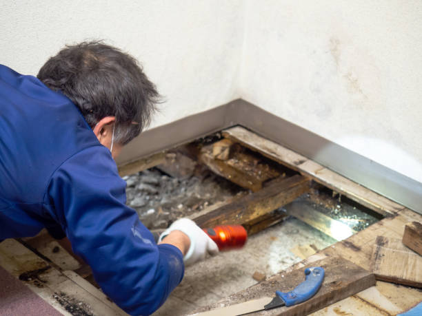 Best Residential Mold Remediation in Granville, WV