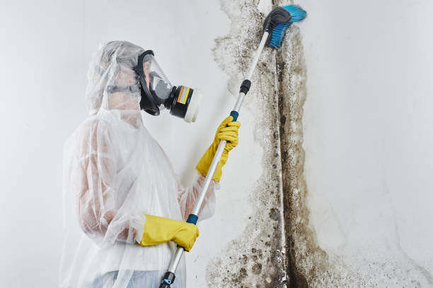Best Basement Mold Remediation in Granville, WV