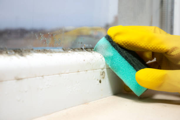 Best Black Mold Remediation in Granville, WV