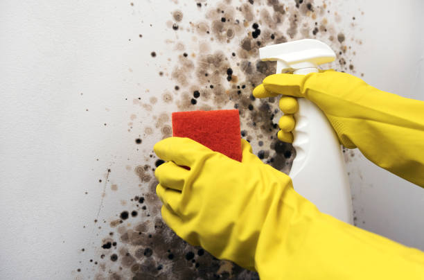 Best DIY Mold Remediation Support Services in Granville, WV