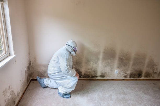 Best Crawl Space Mold Remediation in Granville, WV