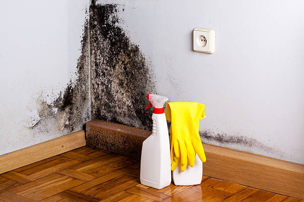 Best Emergency Mold Remediation in Granville, WV