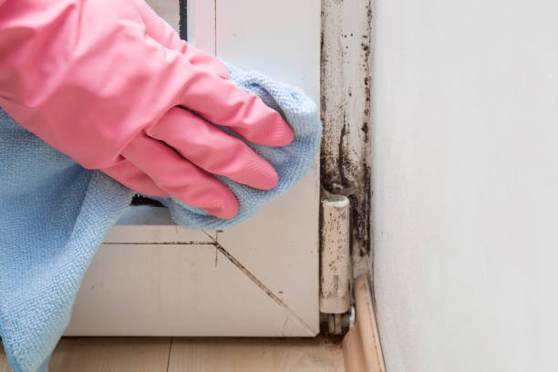 Best Mold Testing and Inspection Services in Granville, WV