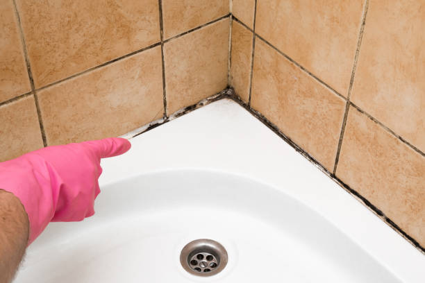 Best Residential Mold Remediation in Granville, WV